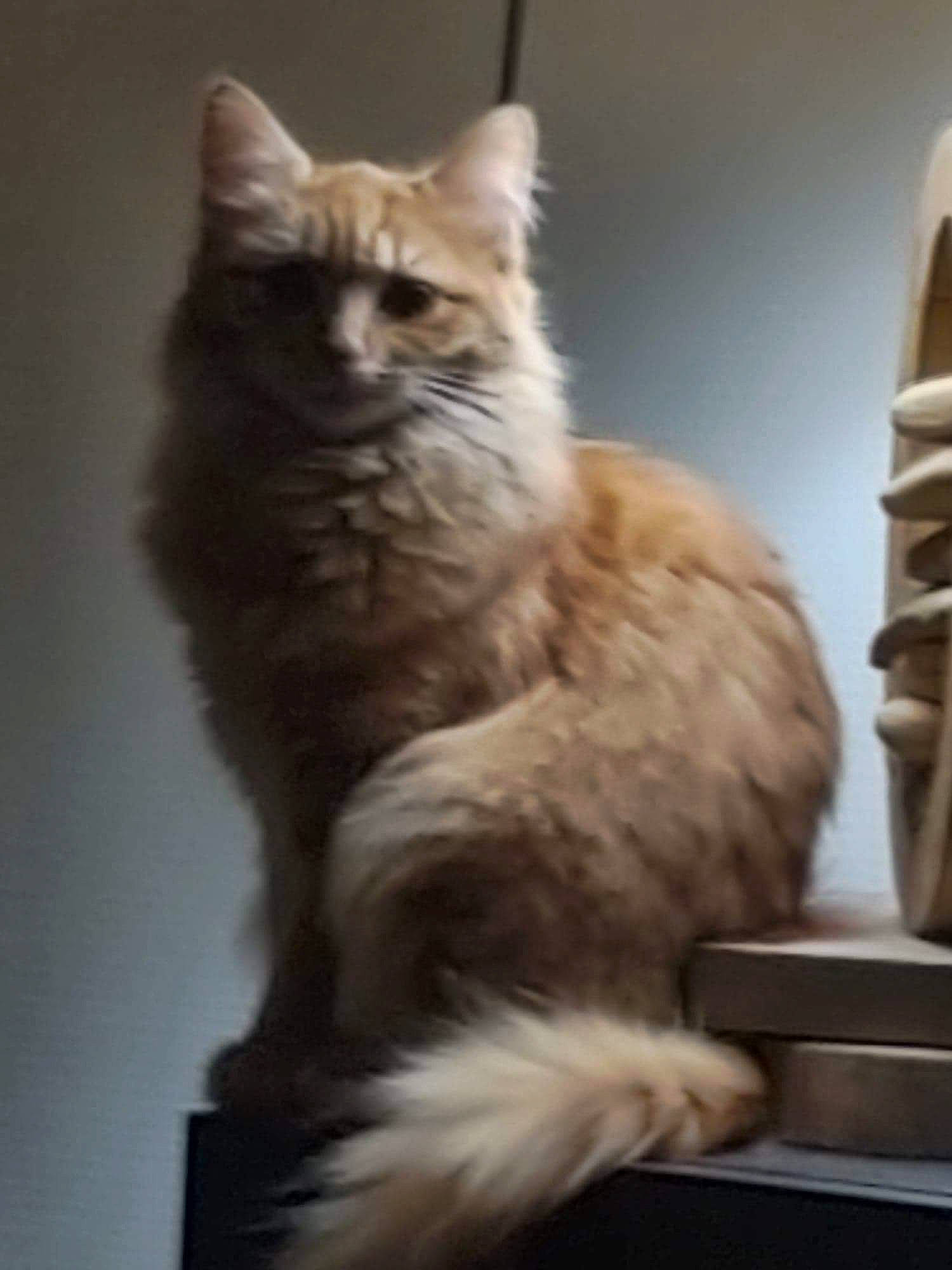 Louna participe au concours pour gagner de l'argent avec cette photo : asian, asian_semi_longhair, british_semi_longhair, carnivore, cat, domestic_long_haired_cat, fawn, felidae, fur, kitten, maine_coon, mammal, norwegian_forest_cat, ragamuffin, siberian, small_to_medium_sized_cats, tail, turkish_angora, vertebrate, whiskers