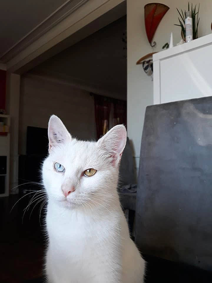 Oanna a rejoint le concours — aidez-le/la à gagner de superbes lots ! aegean_cat, asian, burmilla, carnivore, cat, colorpoint_shorthair, domestic_short_haired_cat, ear, eye, felidae, fur, khao_manee, mammal, ojos_azules, small_to_medium_sized_cats, turkish_angora, turkish_van, whiskers, white, window