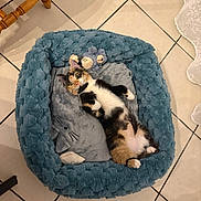 Cannelle participe au concours pour gagner de l'argent avec cette photo : animal, calico_cat, cat, cozy, cushion, cute, ears, floor_tiles, fur, home, indoor, looking, lying_down, paws, pet_bed, plush, relaxed, resting, toy, whiskers
