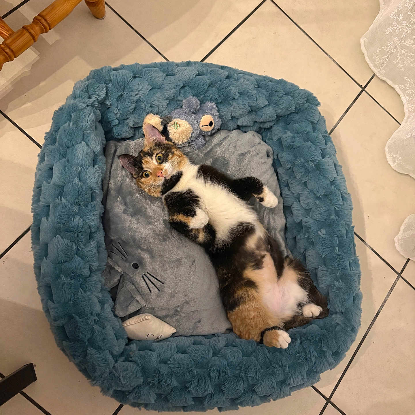 Cannelle participe au concours pour gagner de l'argent avec cette photo : animal, calico_cat, cat, cozy, cushion, cute, ears, floor_tiles, fur, home, indoor, looking, lying_down, paws, pet_bed, plush, relaxed, resting, toy, whiskers