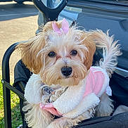 Brandy is registered to the contest to win money with this photo: dog, cute, fluffy, pink_bow, jacket, outdoor, stroller, cart, pet, animal, fur, small_dog, sunlight, grass, car, resting, adorable, close_up, portrait, friendly