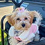 dog, cute, fluffy, pink_bow, jacket, outdoor, stroller, cart, pet, animal, fur, small_dog, sunlight, grass, car, resting, adorable, close_up, portrait, friendly