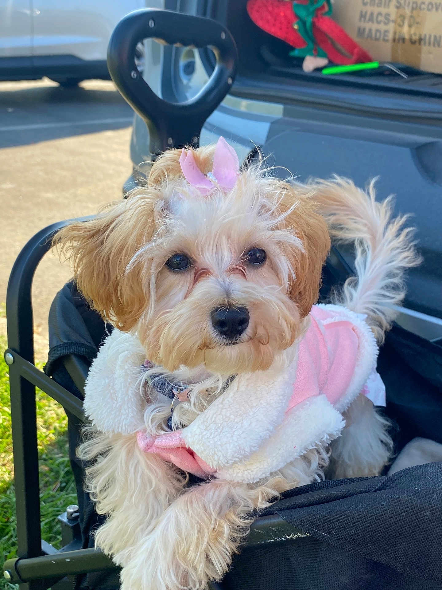 Brandy is registered to the contest to win money with this photo: dog, cute, fluffy, pink_bow, jacket, outdoor, stroller, cart, pet, animal, fur, small_dog, sunlight, grass, car, resting, adorable, close_up, portrait, friendly