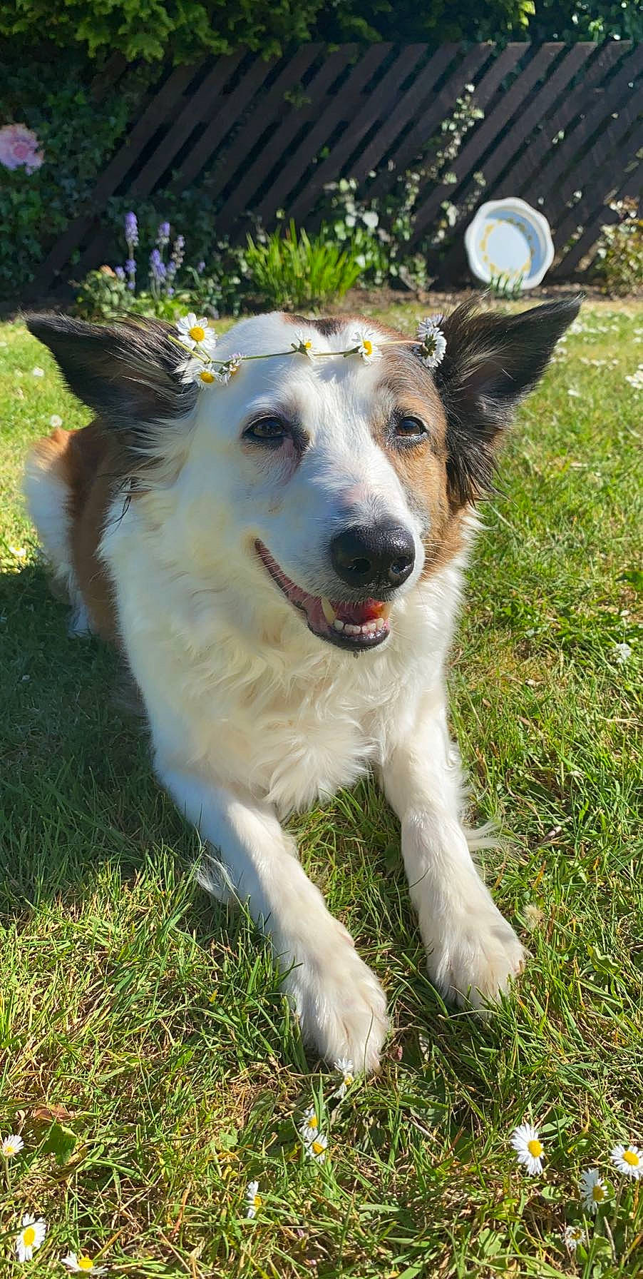 Lexi is registered to the contest to win money with this photo: ancient_dog_breeds, art, canidae, carnivore, companion_dog, dog, dog_breed, grass, mechanical_fan, plant, sporting_group, terrestrial_animal, working_animal, working_dog