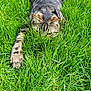 Cookie participe au concours pour gagner de l'argent avec cette photo : cat, tabby_cat, grass, greenery, outdoor, nature, animal, pet, feline, camouflage, stretching, paws, whiskers, ears, fur, closeup, daylight, wildlife, playful, hunting_pose