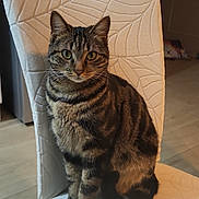 Cookie a rejoint le concours — aidez-le/la à gagner de superbes lots ! cat, tabby_cat, indoor, chair, furniture, pet, animal, whiskers, green_eyes, fur, striped, sitting, looking, domestic_cat, curious, cozy, wooden_floor, patterned_chair, household, cute