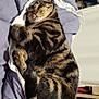 Cookie participe au concours pour gagner de l'argent avec cette photo : cat, tabby, sleeping, bed, blanket, fur, pet, indoor, cozy, resting, striped, animal, feline, cute, domestic, comfort, relaxed, paw, whiskers, ears