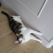 Ryu participe au concours pour gagner de l'argent avec cette photo : animal, cat, curious, domestic, ears, floor, home, indoor, light, looking_up, paws, pet, relaxed, stretching, tabby, tail, wall, whiskers, white_fur, wooden_floor