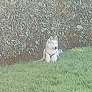 Nusky participe au concours pour gagner de l'argent avec cette photo : dog, husky, white_husky, canine, pet, sitting, grass, lawn, hedge, garden, outdoor, nature, fur, ears, harness, collar, portrait, side_profile, greenery, backyard