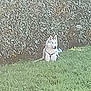 dog, husky, white_husky, canine, pet, sitting, grass, lawn, hedge, garden, outdoor, nature, fur, ears, harness, collar, portrait, side_profile, greenery, backyard