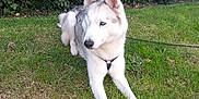 Nusky participe au concours pour gagner de l'argent avec cette photo : husky, dog, pet, blue_eyes, fur, grass, hedge, outdoors, lying_down, paws, muzzle, ears, canine, leash, harness, white_fur, gray_fur, portrait, nature, animal