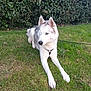 husky, dog, pet, blue_eyes, fur, grass, hedge, outdoors, lying_down, paws, muzzle, ears, canine, leash, harness, white_fur, gray_fur, portrait, nature, animal