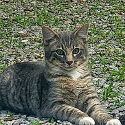Tigger joined the competition — help win amazing prizes! cat, tabby, animal, outdoor, grass, gravel, green_eyes, feline, pet, nature, resting, laying, whiskers, ears, paws, fur, mammal, cute, relaxed, wildlife