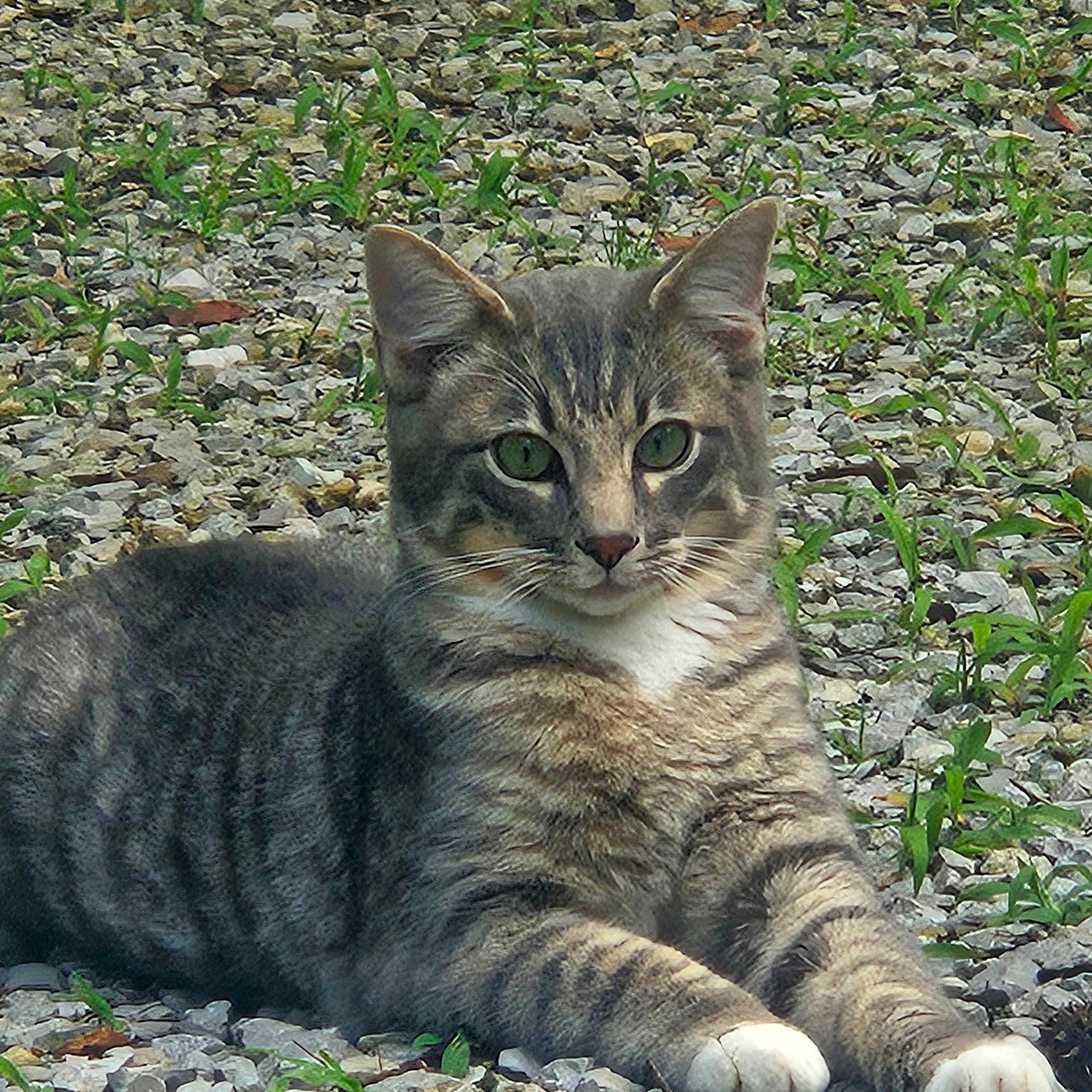 Tigger joined the competition — help win amazing prizes! animal, cat, cute, ears, feline, fur, grass, gravel, green_eyes, laying, mammal, nature, outdoor, paws, pet, relaxed, resting, tabby, whiskers, wildlife