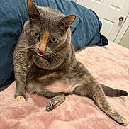 Lana is registered to the contest to win money with this photo: cat, pet, feline, tongue_out, sitting, bed, pink_bedspread, blue_pillow, indoor, cute, whiskers, ears, fur, animal, relaxed, funny_pose, looking_at_camera, paw, tail, home