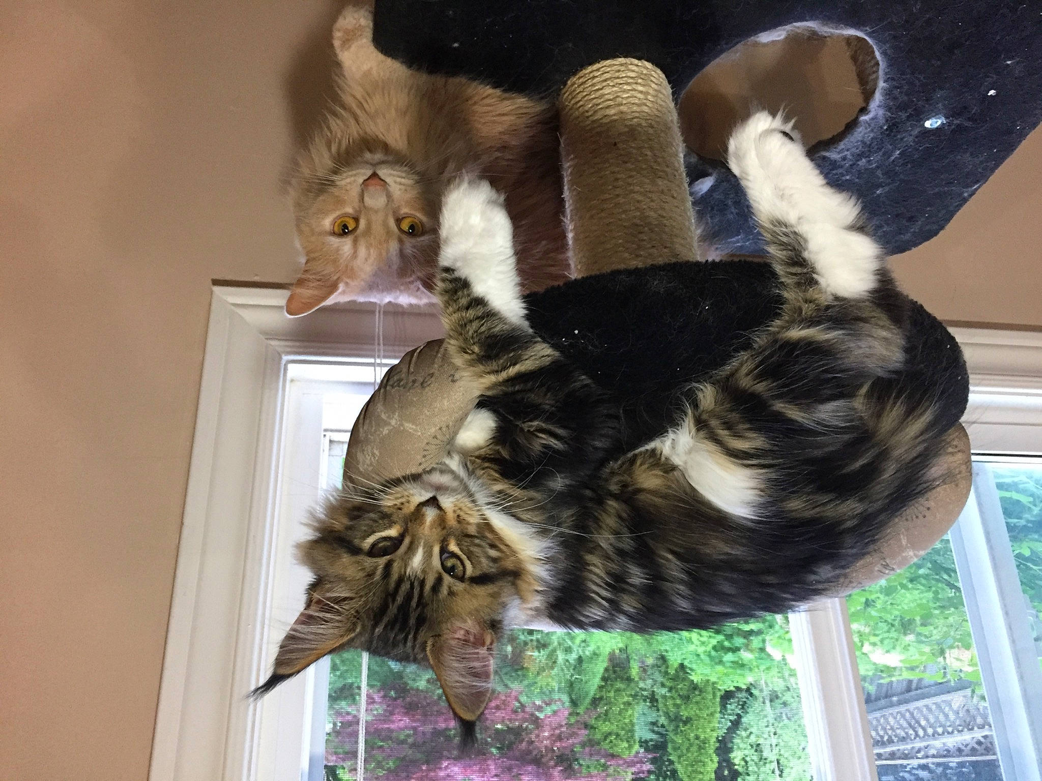 Toby joined the competition — help win amazing prizes! canidae, carnivore, cat, cat_supply, claw, dog_breed, domestic_short_haired_cat, felidae, fur, mammal, natural_material, paw, small_to_medium_sized_cats, tail, terrestrial_animal, tree, whiskers, wildlife