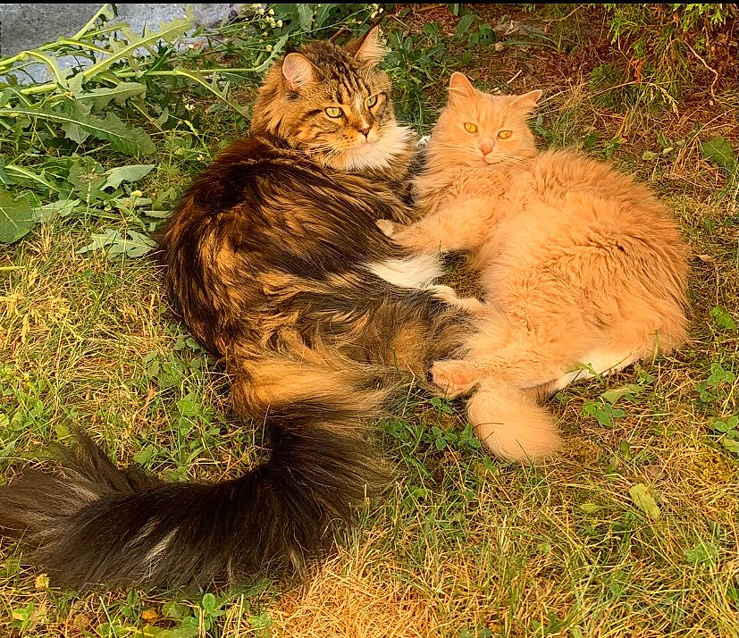 Toby joined the competition — help win amazing prizes! art, carnivore, cat, claw, domestic_short_haired_cat, fawn, felidae, foot, fur, grass, paw, plant, small_to_medium_sized_cats, snout, tail, terrestrial_animal, tree, whiskers, wildlife, wood