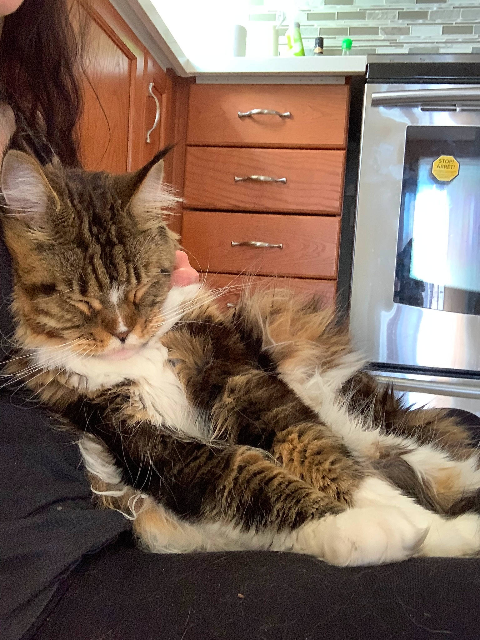 Toby is registered to the contest to win money with this photo: cabinetry, carnivore, cat, chest, chest_of_drawers, comfort, domestic_short_haired_cat, drawer, dresser, felidae, flooring, fur, hardwood, mammal, plant, small_to_medium_sized_cats, tail, vertebrate, whiskers, wood