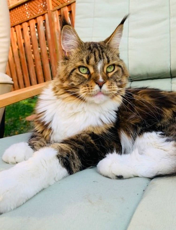Toby joined the competition — help win amazing prizes! carnivore, cat, claw, comfort, domestic_short_haired_cat, eye, felidae, fur, maine_coon, paw, plant, sitting, small_to_medium_sized_cats, snout, tail, terrestrial_animal, tree, whiskers, wildlife, wood