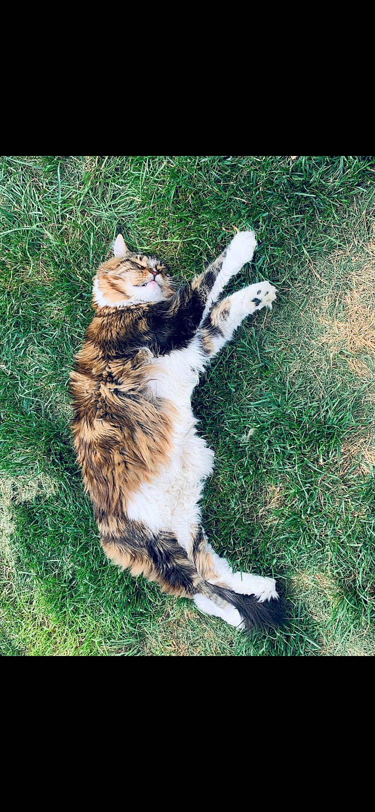 Toby joined the competition — help win amazing prizes! canidae, carnivore, cat, claw, companion_dog, dog_breed, domestic_short_haired_cat, fawn, felidae, fur, grass, happy, paw, plant, small_to_medium_sized_cats, sporting_group, tail, terrestrial_animal, tree, whiskers