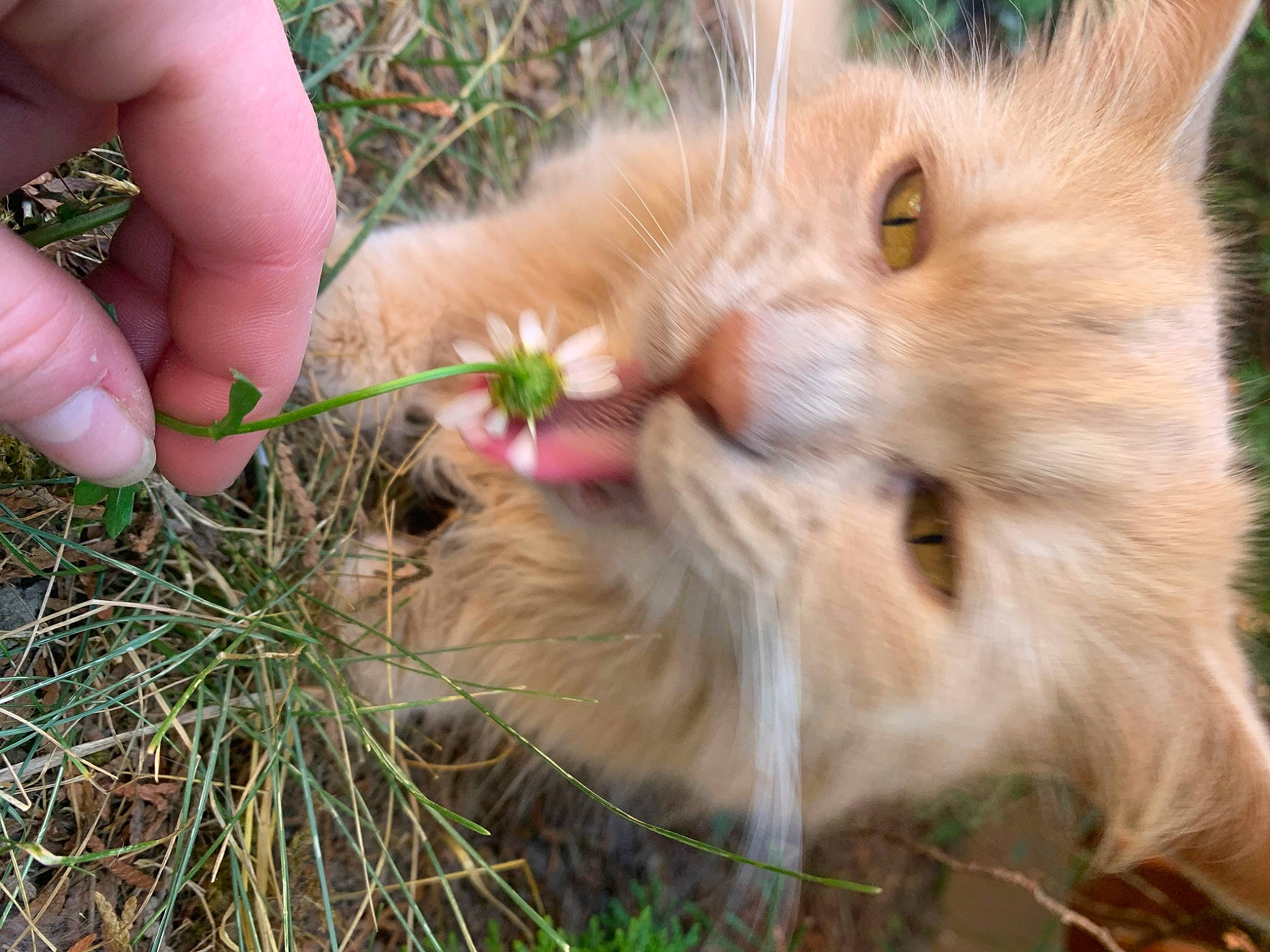 Simon joined the competition — help win amazing prizes! carnivore, cat, domestic_short_haired_cat, event, fawn, felidae, fur, grass, herb, nail, plant, small_to_medium_sized_cats, snout, soil, tail, terrestrial_animal, thumb, whiskers, wildlife, wood