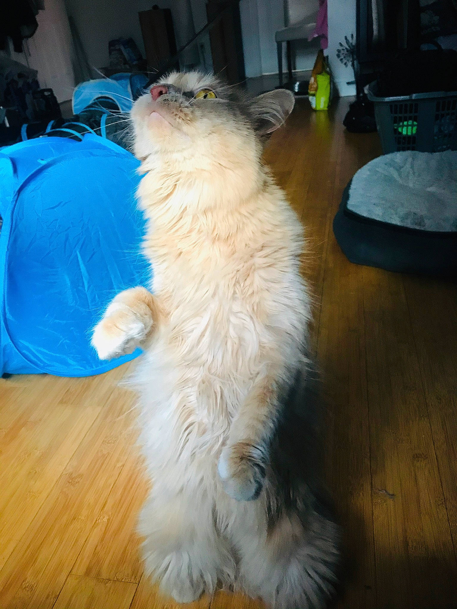 Simon is registered to the contest to win money with this photo: canidae, carnivore, companion_dog, dog_breed, felidae, flooring, fur, hardwood, laminate_flooring, paw, polar_bear, small_terrier, small_to_medium_sized_cats, spitz, sporting_group, tail, terrier, toy_dog, whiskers, wood