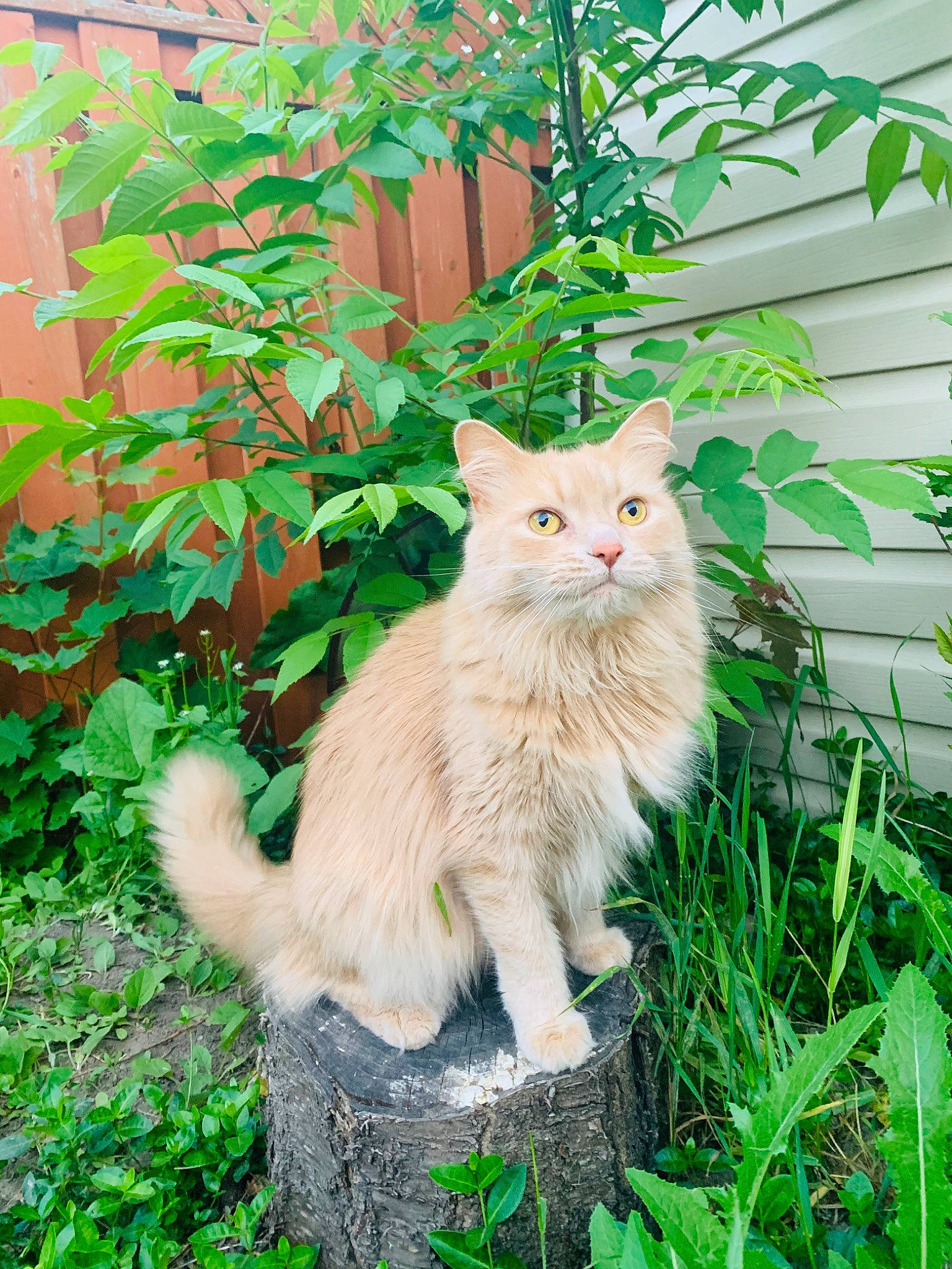 Simon is registered to the contest to win money with this photo: art, carnivore, cat, domestic_short_haired_cat, eye, fawn, felidae, fur, garden, grass, groundcover, plant, ragdoll, shrub, small_to_medium_sized_cats, tail, tree, trunk, whiskers, wood