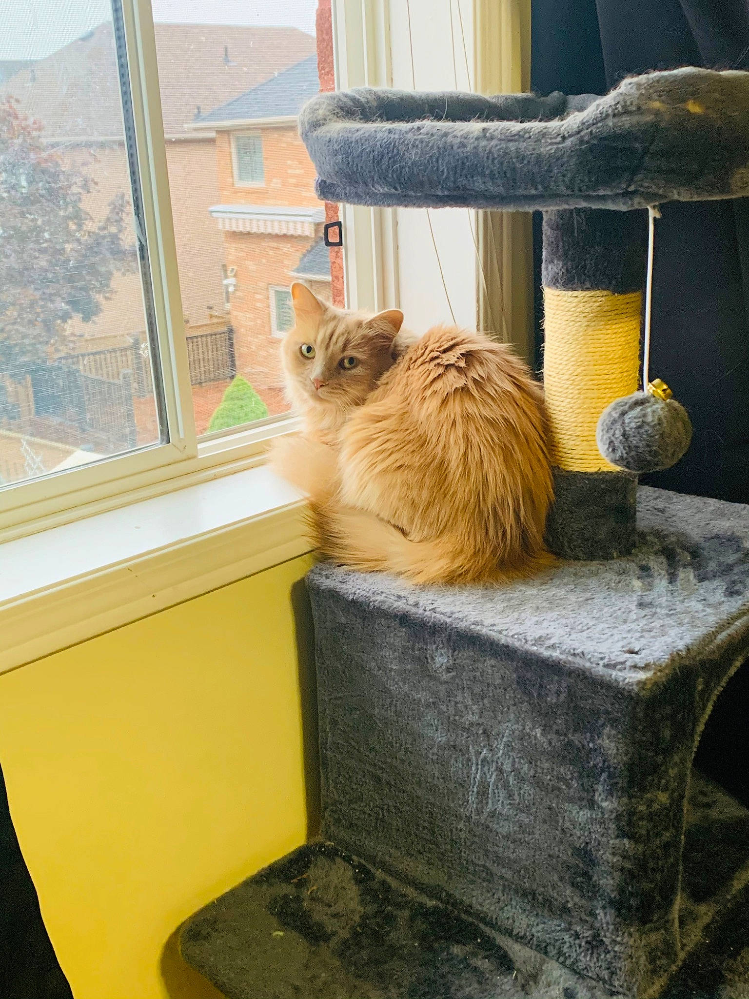Simon joined the competition — help win amazing prizes! animal_shelter, carnivore, cat, domestic_short_haired_cat, fawn, felidae, fur, glass, hardwood, house, line, plant, room, sash_window, small_to_medium_sized_cats, tail, whiskers, window, wood, yellow