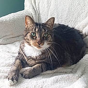 Richard-Rickybobby is registered to the contest to win money with this photo: animal, blanket, cat, chair, comfort, cozy, cute, domestic_cat, feline, fur, green_eyes, house, indoor, paw, pet, portrait, relaxed, resting, tabby, whiskers