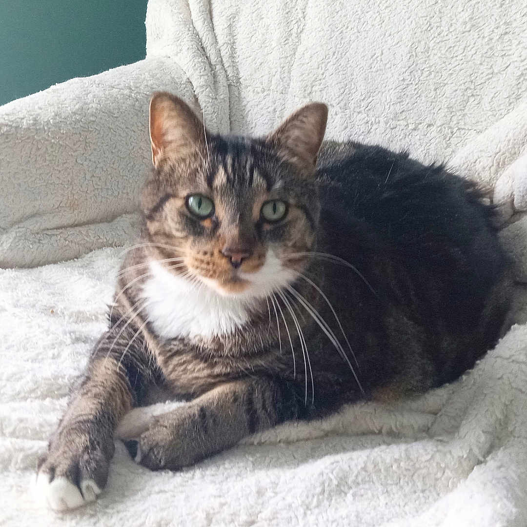 Richard-Rickybobby is registered to the contest to win money with this photo: animal, blanket, cat, chair, comfort, cozy, cute, domestic_cat, feline, fur, green_eyes, house, indoor, paw, pet, portrait, relaxed, resting, tabby, whiskers