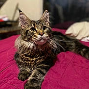 Mr.miyagi joined the competition — help win amazing prizes! animal, bed, cat, closeup, curious, domestic_animal, ears, feline, fur, indoor, mammal, paws, pet, portrait, quilt, relaxed, sleeping_area, striped, tabby_cat, whiskers