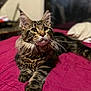 animal, bed, cat, closeup, curious, domestic_animal, ears, feline, fur, indoor, mammal, paws, pet, portrait, quilt, relaxed, sleeping_area, striped, tabby_cat, whiskers