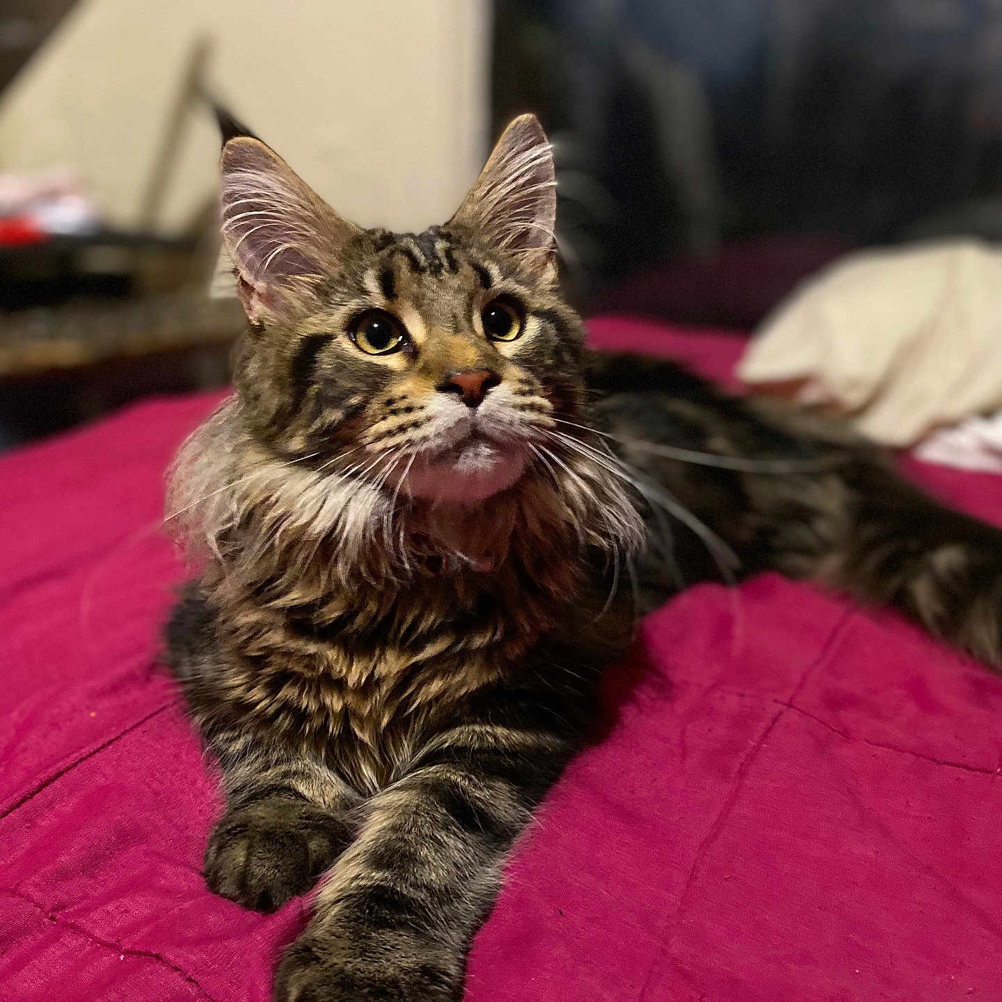 Mr.miyagi joined the competition — help win amazing prizes! animal, bed, cat, closeup, curious, domestic_animal, ears, feline, fur, indoor, mammal, paws, pet, portrait, quilt, relaxed, sleeping_area, striped, tabby_cat, whiskers