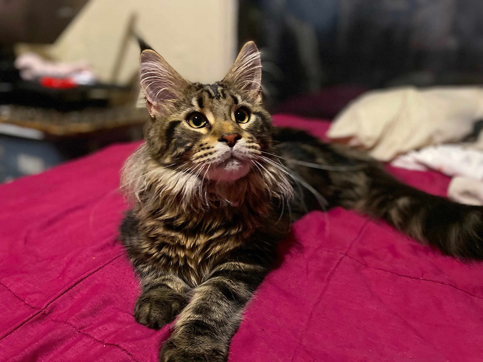 Mr.miyagi