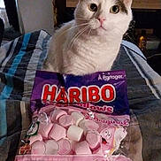 Kairi participe au concours pour gagner de l'argent avec cette photo : animal, bed, blanket, candy, cat, closeup, curious, cute, feline, food_packaging, haribo, indoor, marshmallows, pet, pink, purple, resting, soft_toy, striped_blanket, white_cat