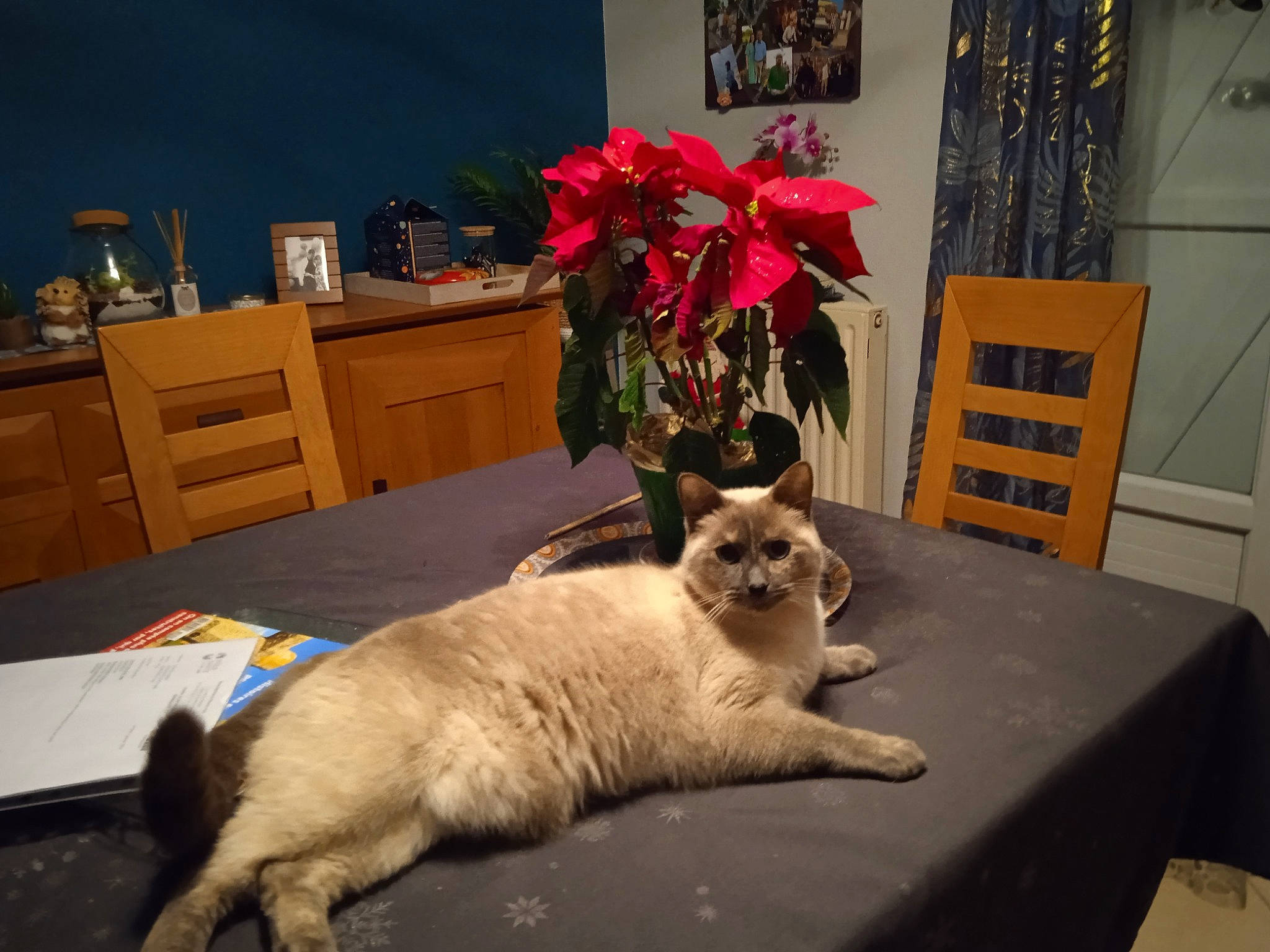 Saga a rejoint le concours — aidez-le/la à gagner de superbes lots ! cabinetry, carnivore, cat, chair, fawn, felidae, flooring, flower, flowerpot, furniture, houseplant, picture_frame, plant, small_to_medium_sized_cats, snapshot, table, tail, thai, whiskers, wood