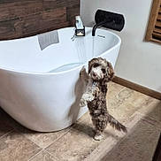 Nancy Hood is registered to the contest to win money with this photo: bathroom, bathtub, brown_and_white, collar, curious, dog, faucet, fluffy, interior, looking_up, paws, pet, playful, porcelain, puppy, rug, running_water, standing, tile_floor, towel
