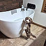bathroom, bathtub, brown_and_white, collar, curious, dog, faucet, fluffy, interior, looking_up, paws, pet, playful, porcelain, puppy, rug, running_water, standing, tile_floor, towel