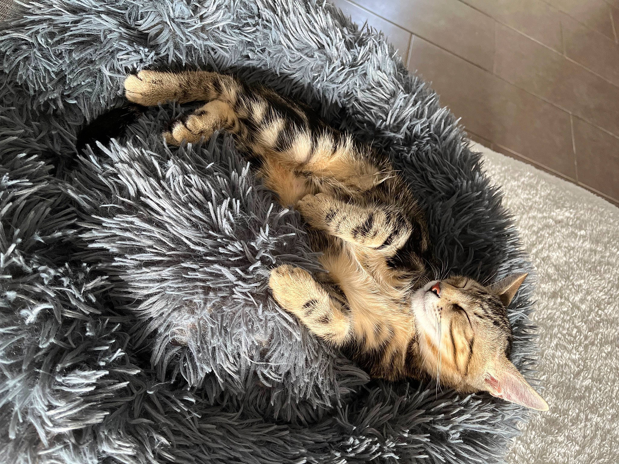 Twix a rejoint le concours — aidez-le/la à gagner de superbes lots ! art, cat_toy, claw, fawn, felidae, flooring, foot, fur, grass, hedgehog, natural_material, organism, pattern, paw, rodent, small_to_medium_sized_cats, tail, terrestrial_animal, whiskers, wildlife