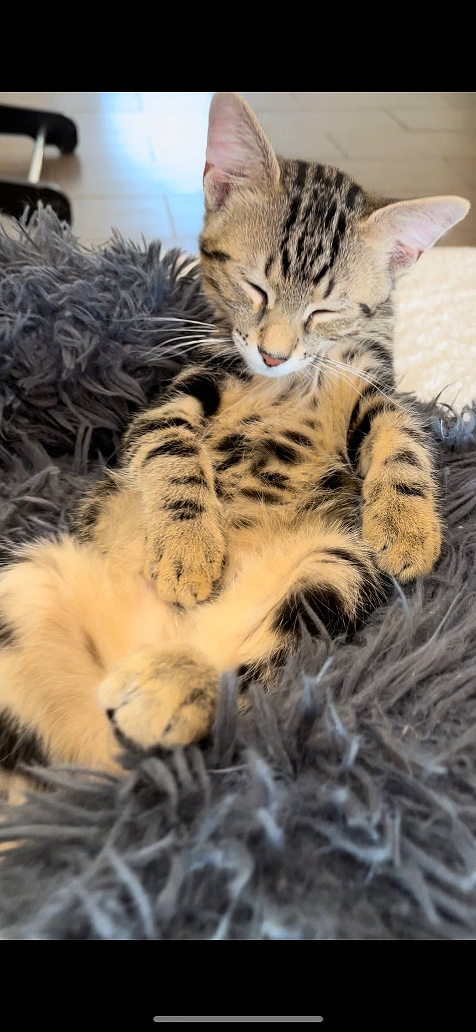 Twix participe au concours pour gagner de l'argent avec cette photo : carnivore, cat, claw, close_up, comfort, domestic_short_haired_cat, fawn, felidae, fur, mammal, nap, paw, sleep, small_to_medium_sized_cats, snout, tail, terrestrial_animal, vertebrate, whiskers, wildlife