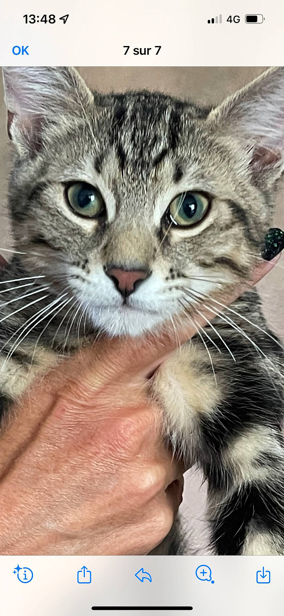 Twix a rejoint le concours — aidez-le/la à gagner de superbes lots ! carnivore, cat, claw, close_up, domestic_short_haired_cat, felidae, fur, gesture, grass, paw, photo_caption, photography, small_to_medium_sized_cats, snout, terrestrial_animal, whiskers, wildlife