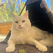 Volt participe au concours pour gagner de l'argent avec cette photo : cat, white_cat, pet, indoor, sunlight, mat, tent, cozy, relaxed, feline, greenery, window, daylight, fur, whiskers, ears, nose, paws, tail, resting