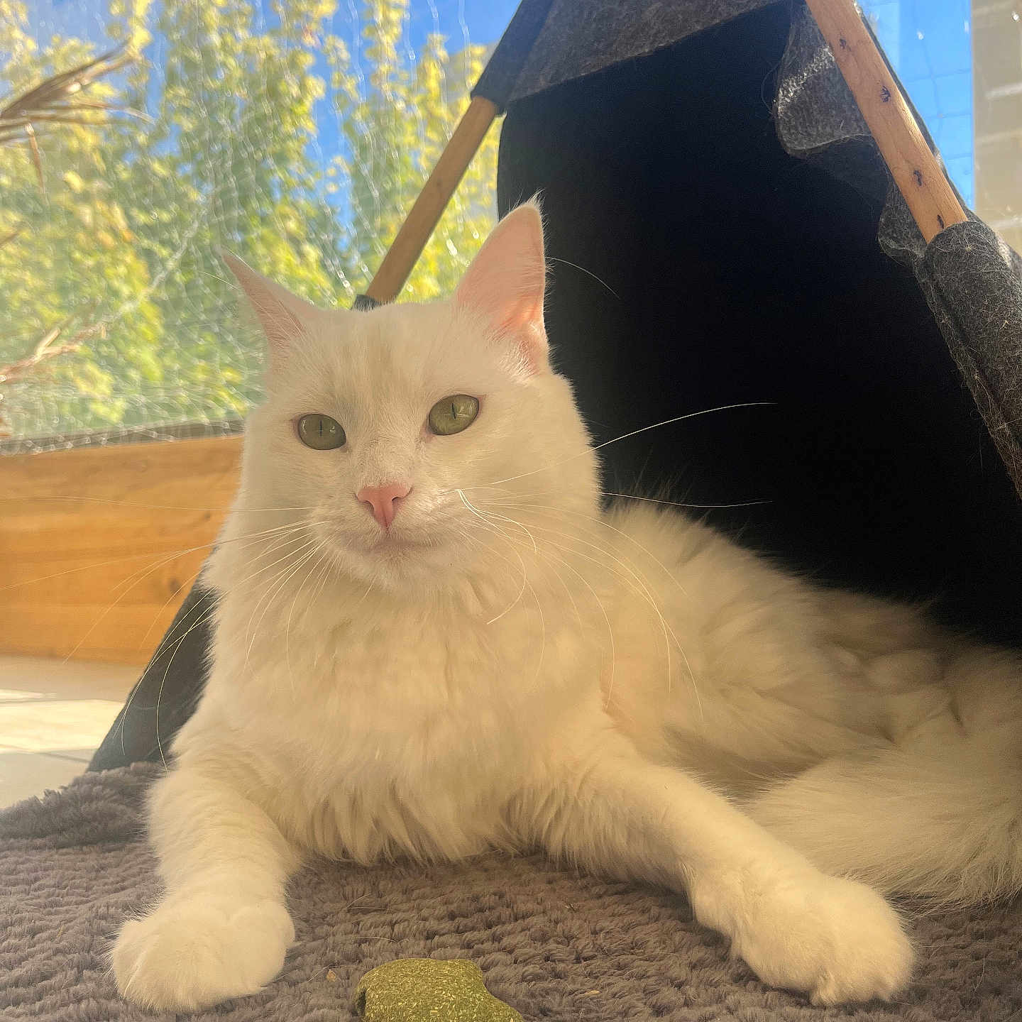 Volt participe au concours pour gagner de l'argent avec cette photo : cat, cozy, daylight, ears, feline, fur, greenery, indoor, mat, nose, paws, pet, relaxed, resting, sunlight, tail, tent, whiskers, white_cat, window
