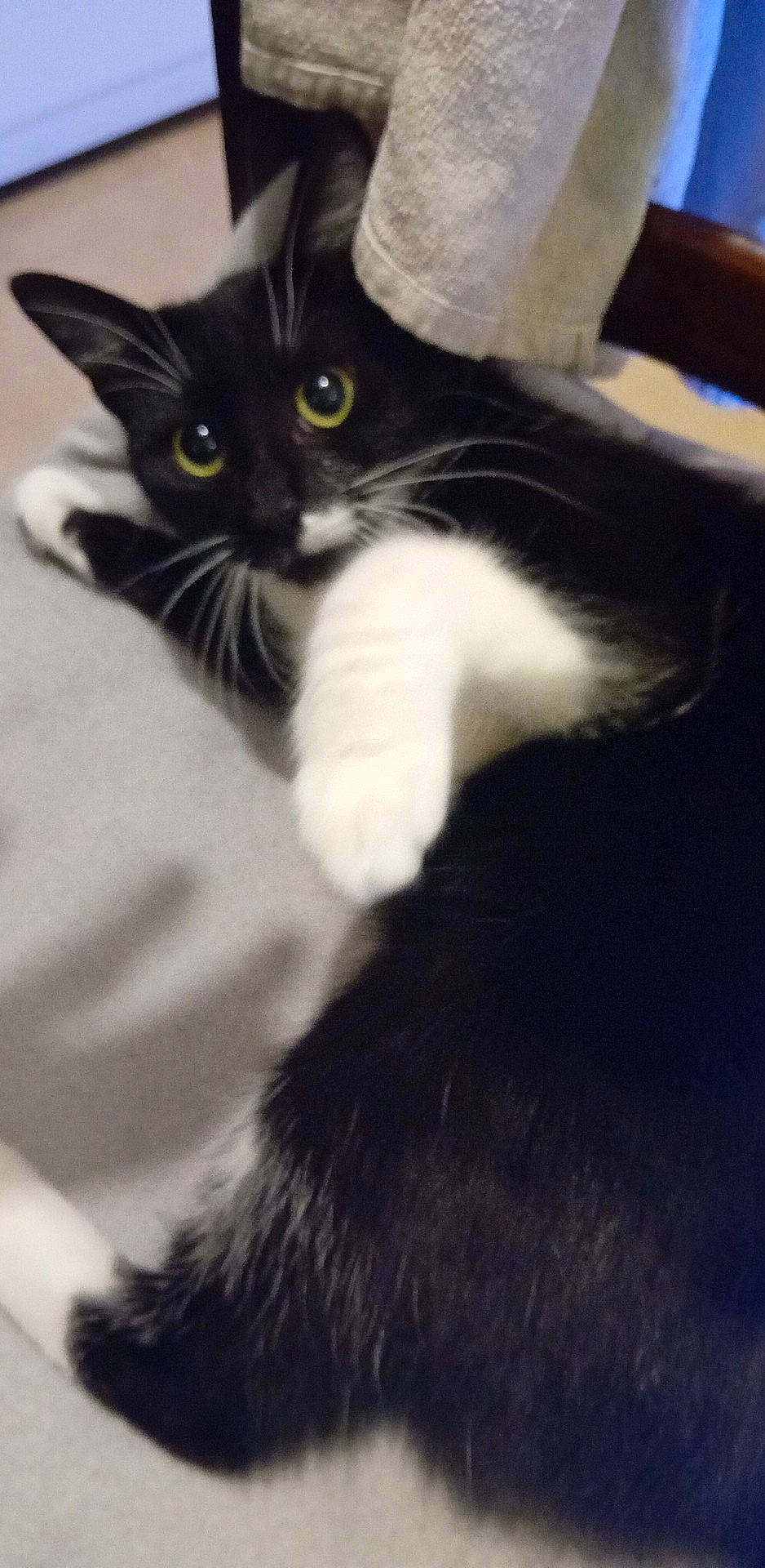 Moon participe au concours pour gagner de l'argent avec cette photo : black_cat, carnivore, cat, claw, comfort, domestic_short_haired_cat, eye, felidae, fur, mammal, monochrome, monochrome_photography, paw, shadow, small_to_medium_sized_cats, snout, tail, vertebrate, whiskers