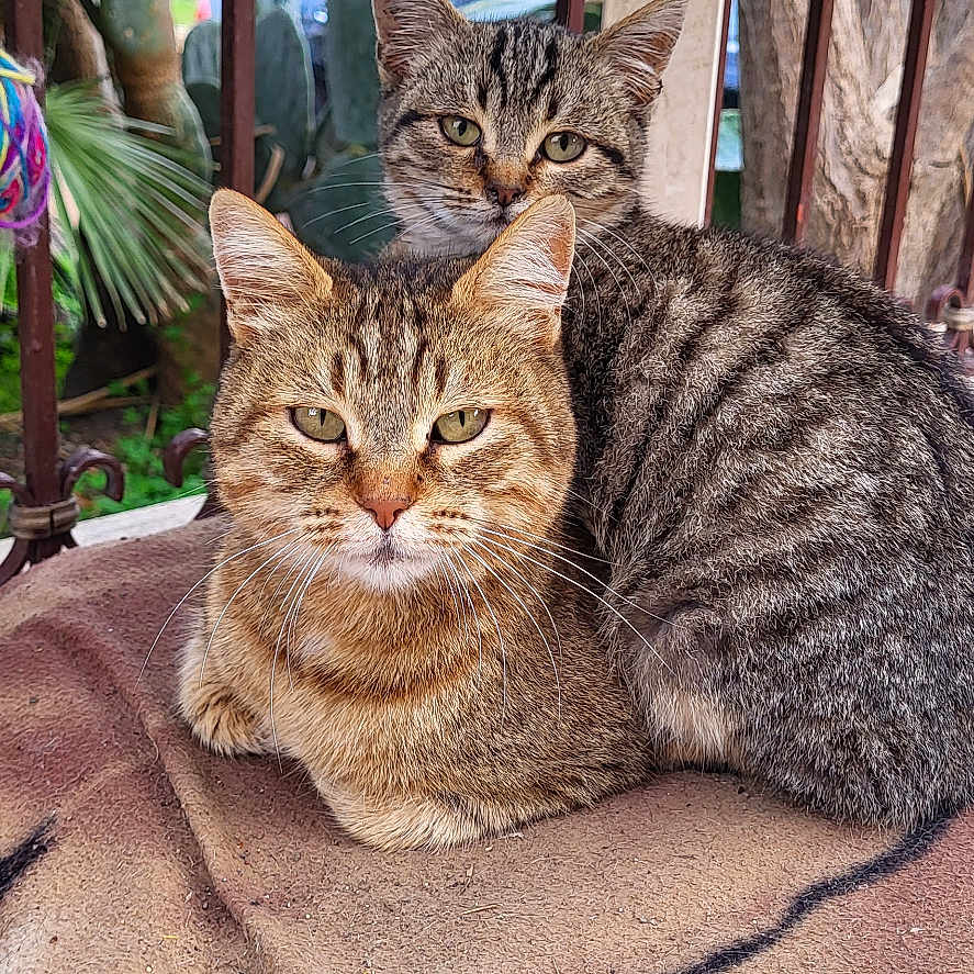 Maya E Sofia a rejoint le concours — aidez-le/la à gagner de superbes lots ! abyssinian, animal, architecture, building, car, cat, clothing, footwear, house, housing, kitten, manx, person, pet, plant, porch, shoe, transportation, vehicle, wood
