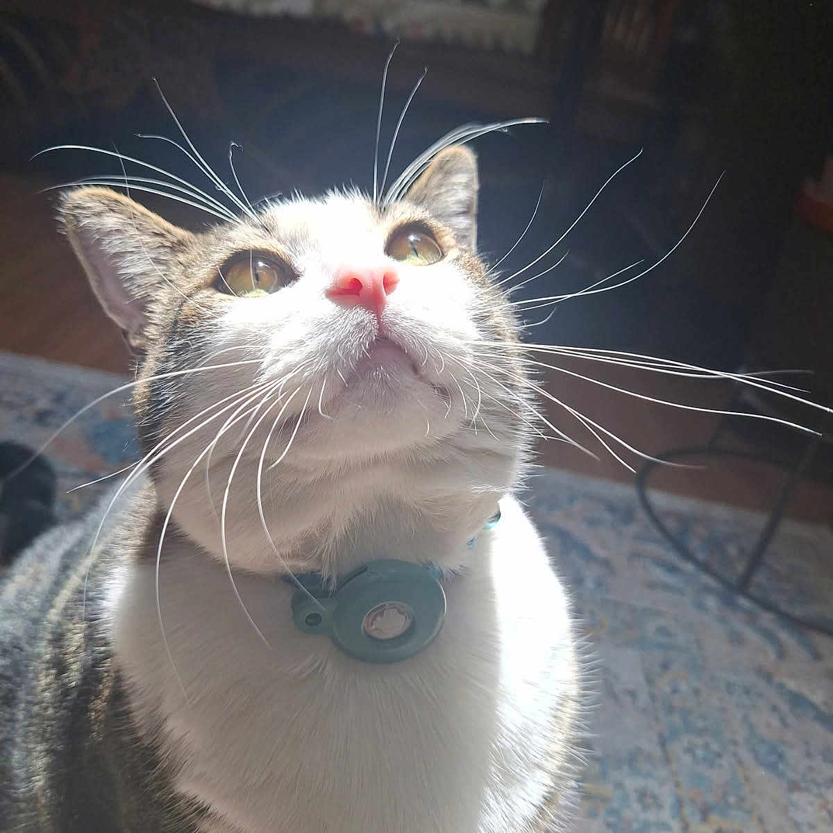 Tongtong is registered to the contest to win money with this photo: animal, cat, close_up, collar, curious, cute, domestic, feline, floor_rug, furniture, household, indoor, looking_up, natural_light, pet, portrait, soft_light, tabby, whiskers, white_fur