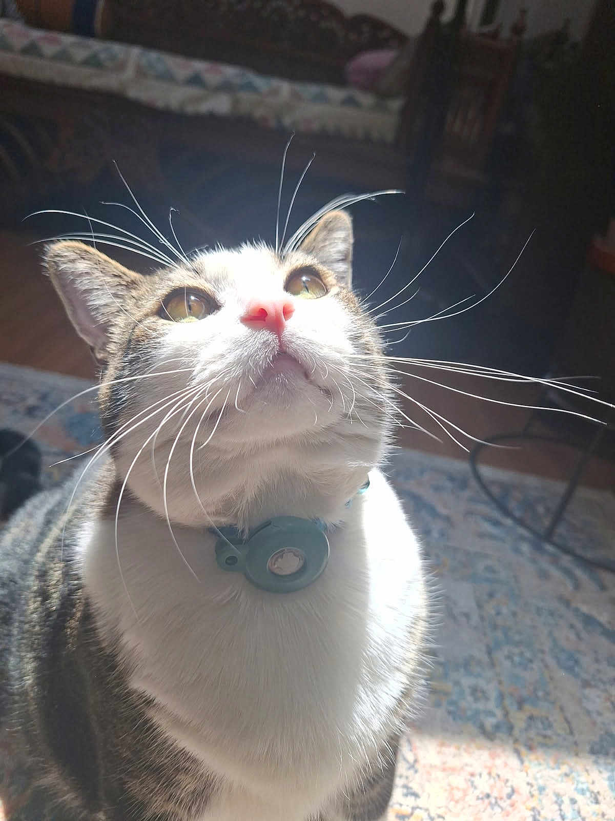 Tongtong is registered to the contest to win money with this photo: cat, close_up, whiskers, indoor, tabby, white_fur, curious, looking_up, collar, pet, floor_rug, natural_light, furniture, domestic, animal, cute, portrait, feline, soft_light, household