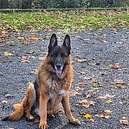 Marley a rejoint le concours — aidez-le/la à gagner de superbes lots ! dog, german_shepherd, animal, pet, sitting, outdoor, nature, autumn, leaves, gravel, fur, ears, tongue, canine, park, tree, greenery, daylight, mammal, friendly