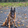 dog, german_shepherd, animal, pet, sitting, outdoor, nature, autumn, leaves, gravel, fur, ears, tongue, canine, park, tree, greenery, daylight, mammal, friendly