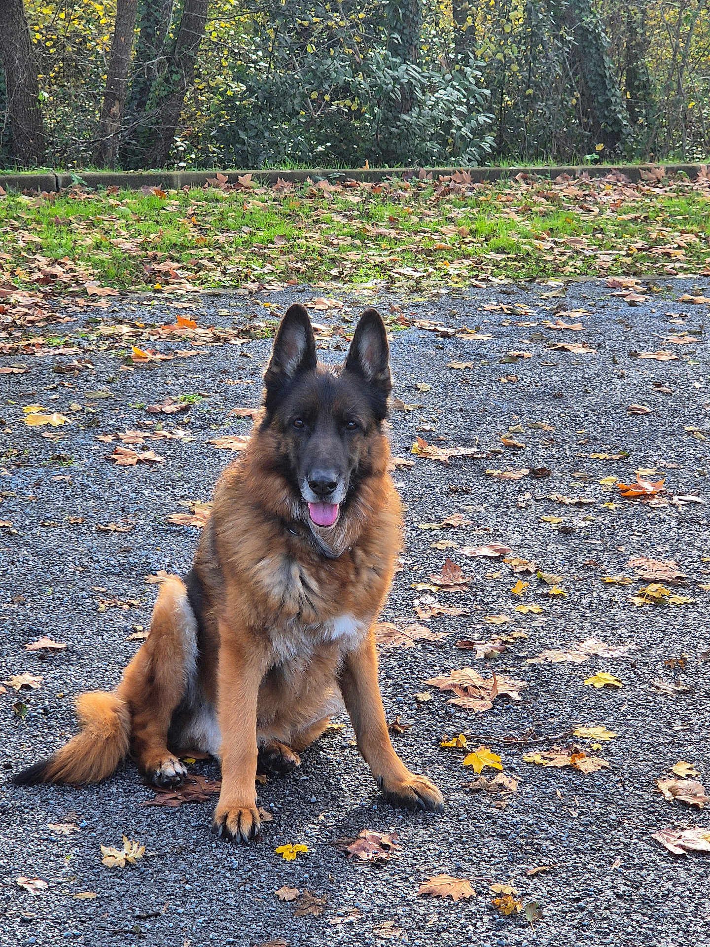 Marley a rejoint le concours — aidez-le/la à gagner de superbes lots ! dog, german_shepherd, animal, pet, sitting, outdoor, nature, autumn, leaves, gravel, fur, ears, tongue, canine, park, tree, greenery, daylight, mammal, friendly